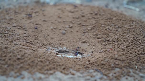 Ameisenhaufen mit vielen Ameisen an der Oberfläche. Ameisenhaufen Ameisenloch braun Land rustikal Boden schmutzig Schutz Leben Schönheit klein schließen arbeiten Sonnenuntergang Sommer. — Stockvideo