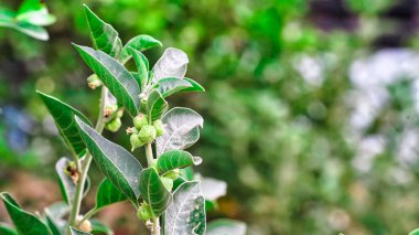 Immunity booster plant, Withania somnifera, known commonly as ashwagandha Its roots and orange-red fruit have been used for hundreds of years for medicinal purpose clipart