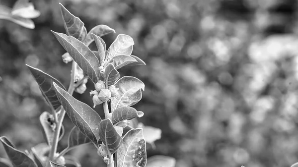 Black and white shot, Ginseng plant in nature. Unique Indian Ginseg pharmaceuptical plant Withania somnifera Aahwagandha, growing in wild natural environment. Healthcare concep
