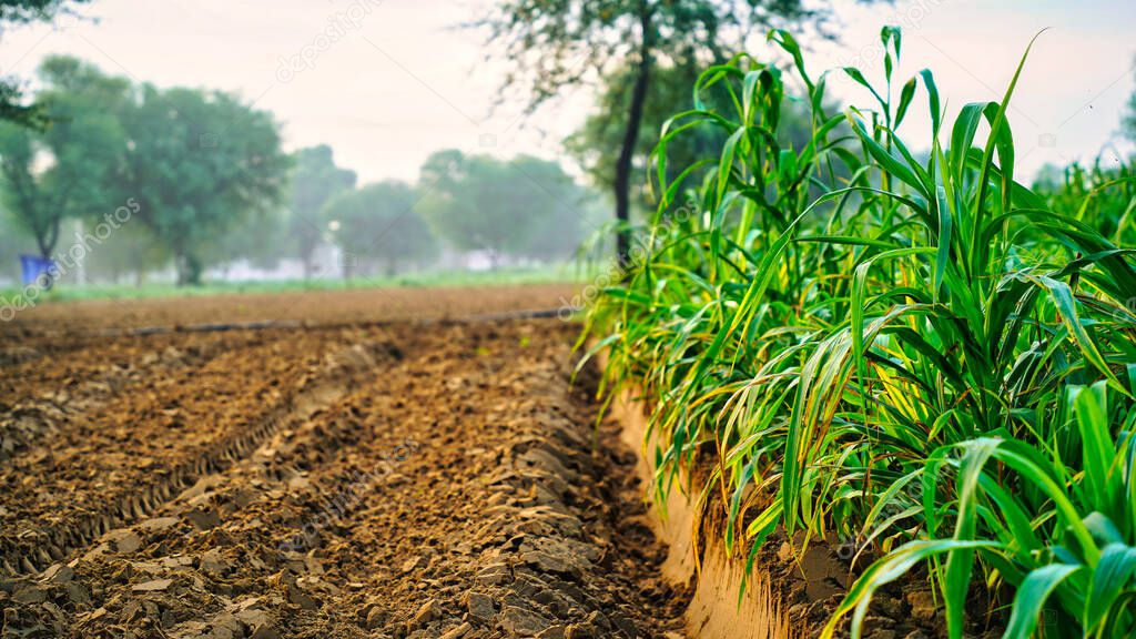 pearls millet fields,pearls production of beer and wine,fields of pearl millets ( bajra ) in Rajasthan.