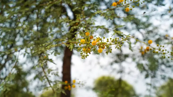 Akazienbaumblüten Und Grüne Blätter Selektiver Fokus Schuss Frühen Morgen — Stockfoto