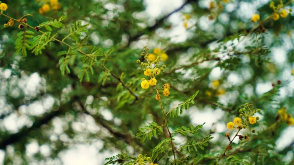 Корінна Індійська Рослина Pearl Acacia Яскравими Золотими Квітами Вибіркове Зосередження — стокове фото