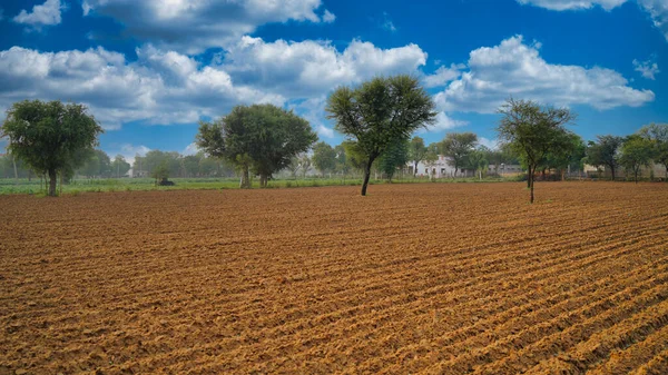 Beautiful Shot Guar Field Cloudy Sky Background Agriculture Landscape Focus — 스톡 사진