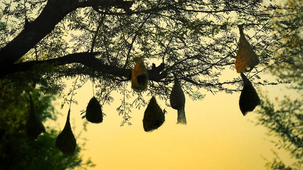 Затемнення Сонця Вівер Або Бая Гніздо Висить Дереві Красиве Пташине — стокове фото