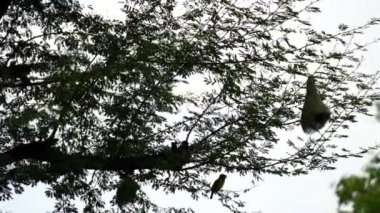 Baya Weaver Kuşları (loceus philippinus) kolonisi alacakaranlıkta ağaç dallarından sarkan ve gün batımından önce yavrularını besleyen meşgul kuşlarla doludur..