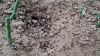 Siyah Karınca trafiği. Çalışan Karıncaların videosu. Karıncalar doğada yuva yapar. Çölde karınca yuvasının yakınında siyah karıncalar. Böceklerin yaşam konsepti.