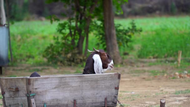 印度棕色山羊坐在饲料场休息 山羊在户外看起来快乐 宠物动物的概念 — 图库视频影像