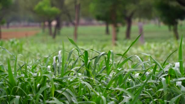 Nieuw Groeiende Gierstplanten Die Door Wind India Worden Meegevoerd Gierst — Stockvideo