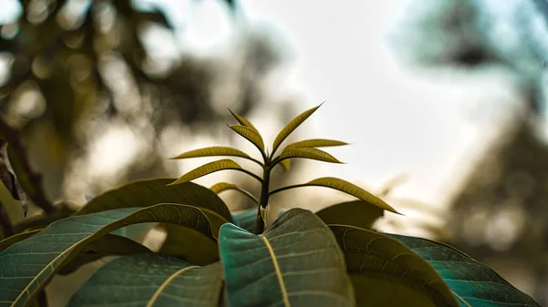 Abendschuss Mangobaum Mit Jungen Blättern Die Gerade Geblüht Haben Mit — Stockfoto