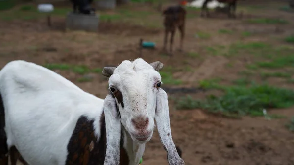 Primer Plano Una Cabra Blanca Divertida Con Una Sonrisa Prado — Foto de Stock