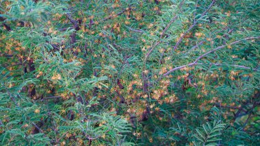 Çekici yeşil yapraklı Imli ya da Tamarind 'in tropik tomurcukları. Ağaçta çiğ demirhindi.