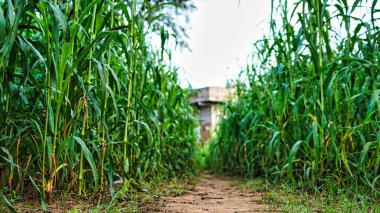 Kırsal Hindistan manzarası, genç darı ya da Bajara tarlasına çok yakın. Darı tarlasının güzel açılışı