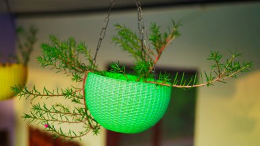 Renkli bir Portekiz, büyük bir saksıda çiçek açıyor. Hindistan 'da doğal bir kavram olarak bulanık arka planda sabah ışığı.