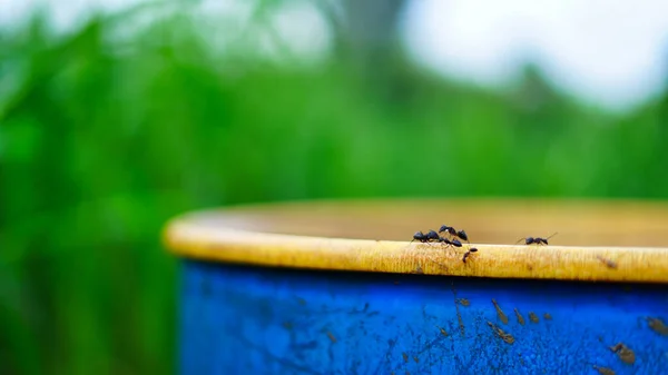Många Svarta Myror Dricker Välsmakande Vatten Med Risk För Att — Stockfoto