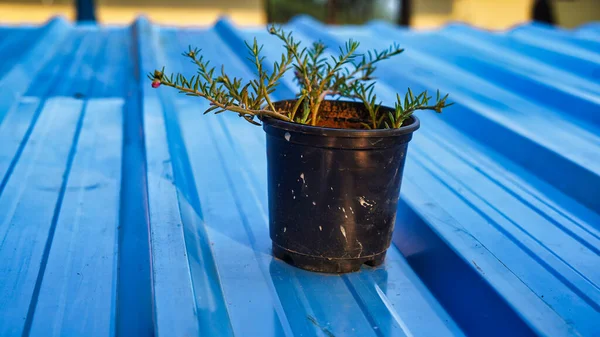 Portulaca Grandiflora Una Pianta Ornamentale Appartenente Alla Famiglia Delle Portulacaceae — Foto Stock