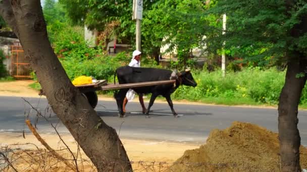 Scène rurale de l'Inde, homme indien dans une voiture traditionnelle tiré par le taureau dans la campagne à Jaipur. — Video