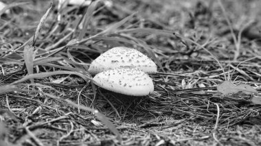 Bir grup çan başlı mantar orman zemininde yetişir..