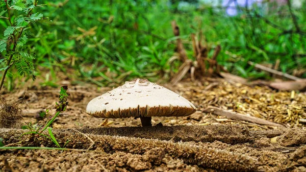 Shot of mushrooms growing on a mossy log in the forest. Selectively focused on the closest edges of the mushrooms and backlit by the sun.