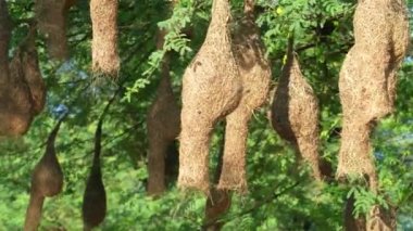 Dere kenarındaki dikenli yeşil çalı Baya Weaver kuşunun yuvalarını bej rengi gösteriyor..