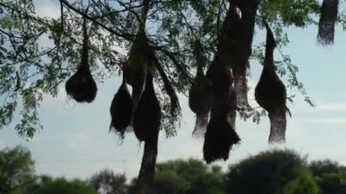 Siyah oropendolas yuvalarıyla dolu harika bir ağaç Cololny stok görüntüsü oluşturuyor. Yuva ağaçta asılı. Karargah görüntüleri