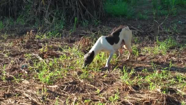 Perro sin hogar comiendo comida en el campo de la agricultura. Filmación de perro de campo comiendo comida — Vídeos de Stock