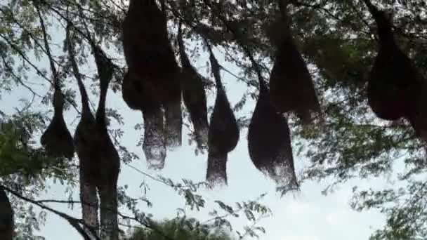 Bir grup dokumacı kuş yuvası bulutsuz bir ağaca asılıyor mavi gökyüzünün altında, barışçıl dokumacı köyü — Stok video