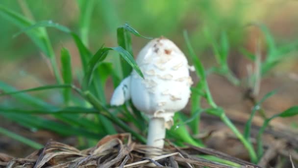 La seta pequeña no comestible sobre el tronco viejo del árbol en el bosque. Vídeo de stock — Vídeos de Stock