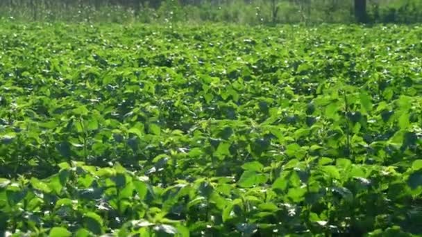 Frijol fresco del racimo o guar cantar vegetal indio en el fondo, frijoles del racimo en el vídeo de la planta del racimo — Vídeos de Stock