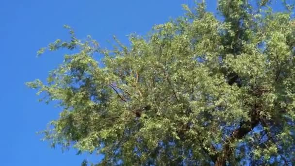 Zelený Khejari Strom nebo prosopis cineraria ve slunečném dni v indické vesnici. stock video — Stock video