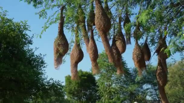 Μπαγιά πουλιά όμορφη φωλιά. Baya Weaver Bird, Ploceus Philippinus Nest, Ινδία — Αρχείο Βίντεο