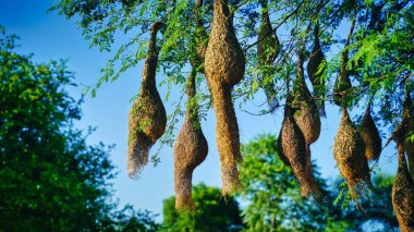 Akasya ağacında asılı olan çok dokumacı kuş yuvalarının manzara görüntüsü.