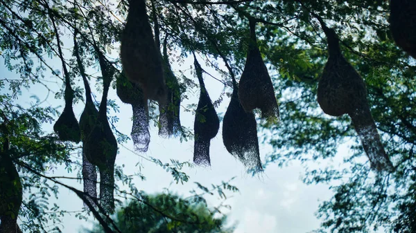 Group Weaver Bird Nest Hanging Leafless Tree Blue Sky Peaceful — Stock Photo, Image