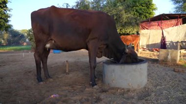 Siyah evcil inek yeşil bir tarlada duruyor ve yiyor.