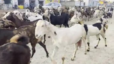 18 Ocak 2026 Reengus, Rajasthan, Hindistan: Trafik devam ederken köylü yol kenarında bir keçi sürüsüne liderlik ediyor. Yakınlarda yerel dükkanlar görülebiliyor ve dükkan binalarının üzerinde oturan birkaç kişi günlük hayatı izliyor..