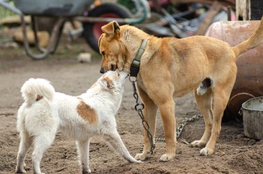 Küçük bir köpek, büyük bir köpekle oynuyor. 