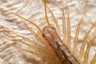 Böcek kırkayak makro fotoğrafçılığı 