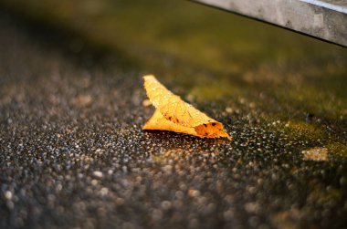 Koyu ve nemli asfaltta duran tek bir altın sonbahar yaprağını kapatın. Dokuları, mevsimsel ayrıntıları ve doğal çürümeyi gösterin..