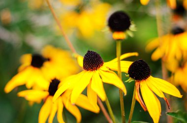 Karanlık merkezli bu güzel kır çiçekleri arılar ve kelebekler gibi polen taşıyıcıları cezbetmekte en çok tercih edilen çiçeklerdir.