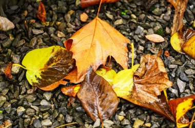 Sonbahar yapraklarının canlı renkleri sergileniyor, koyu ve ıslak taşlarla çelişiyor.