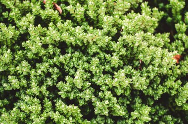 Bu yemyeşil bitki yoğun bir düzende küçük yuvarlak yapraklar sergiliyor, görsel olarak çekici bir doku yaratıyor.