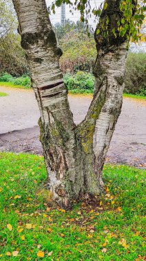 Huş ağacının dokulu kabuğu yeşil çimlere karşı duruyor ve değişen mevsimlerde ipuçları veriyor.