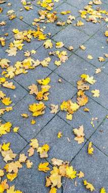 Parlak sarı ve kahverengi yapraklar, sonbahar için mükemmel serin gri fayanslara karşı güzel bir kontrastlık yaratır.