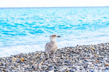 Yalnız bir martı, turkuaz okyanus dalgalarıyla çakıl taşlı bir sahilde duruyor.