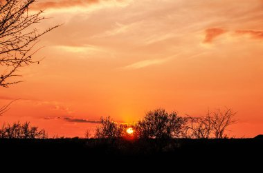Canlı turuncu gün batımı siluetli ağaçların ve çorak arazilerin üzerine gökyüzünü boyar.