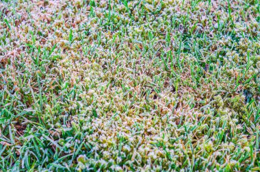 Soğuk bir sabahta narin buz kristalleriyle kaplı buzlu çimenlerin yakın görüntüsü.