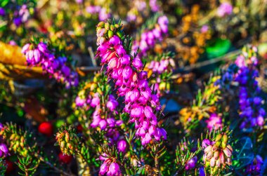 Canlı pembe kenevir çiçeklerinin yakın plan görüntüsü bulanık arkaplanlı doğal bir ortamda çiçek açıyor.