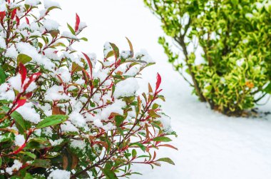 Canlı kırmızı ve yeşil çalılar taze beyaz karla kaplı..