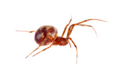 Ayrıntılı vücut ve bacaklarla beyaz arka planda sahte dul örümcek makrosu.