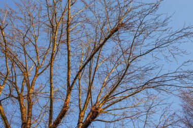Çıplak ağaç dalları açık mavi gökyüzüne doğru uzanır kıtır bir kış gününde.