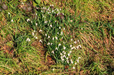 İlkbaharda yemyeşil çimlerde açan narin beyaz kar damlası demeti.